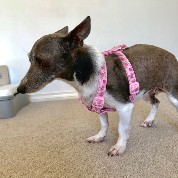 Small grey and white dog wearing a harness in a pink rose pattern.