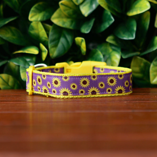 Dog collar with a cheerful sunflower design. The collar features a purple ribbon with bright yellow sunflowers on yellow webbing. 